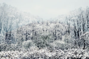 Snowy winter forest in the fog Snowy winter forest in the fog